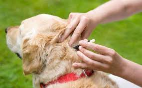 How To Kill Flea And Tick On Your Dogs?